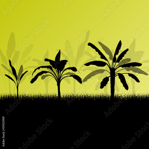 Exotic banana tree plants plantation detailed silhouette landsca