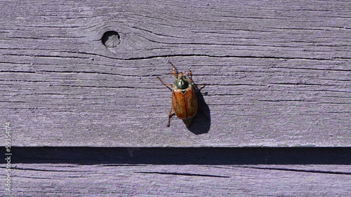 brown dor quietly crawls to the top of wooden purple surface photo