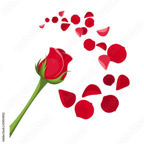 Red rose and petals. Vector illustration.