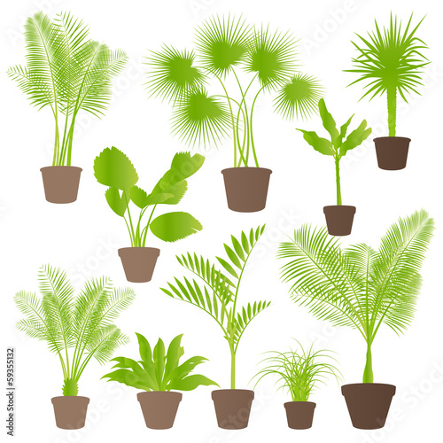 Exotic jungle bushes grass, reed, palm tree wild plants set vect