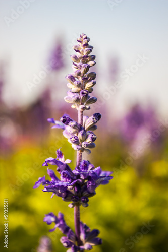 Blue flower