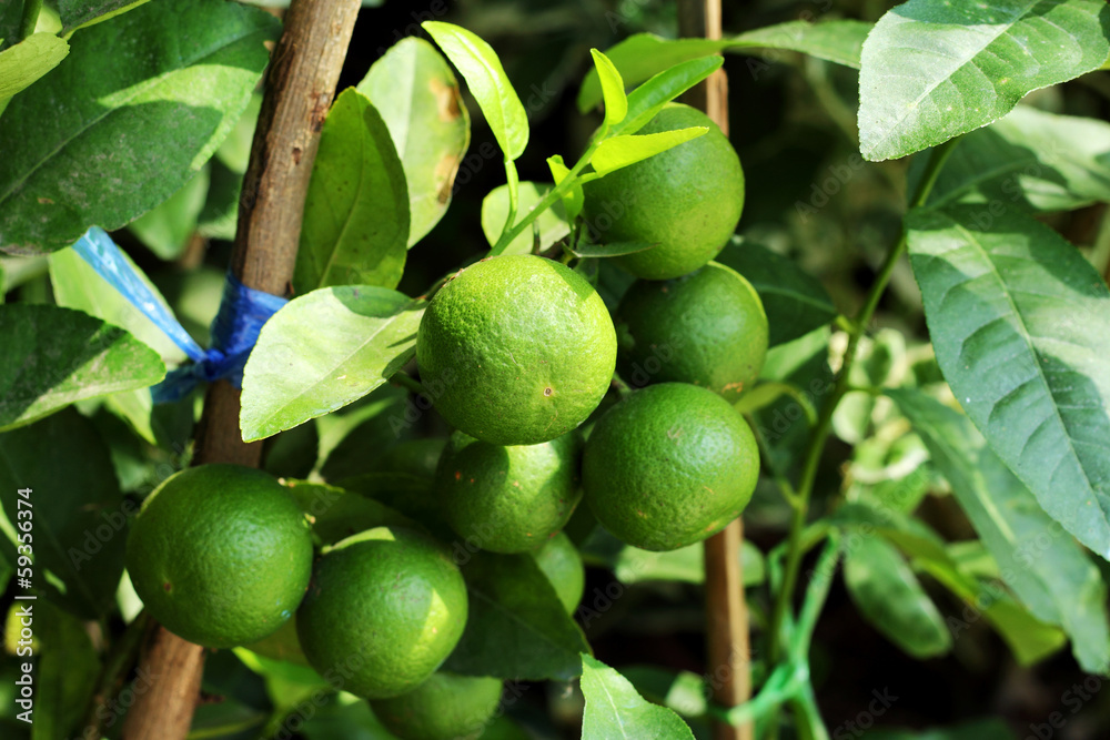 lemon  on  tree