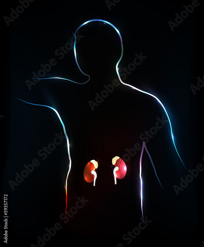 Kidneys. Abstract medical illustration, background.