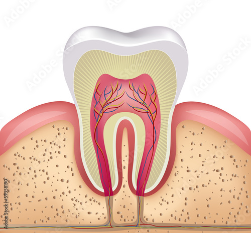 Healthy white tooth, gums and bone illustration