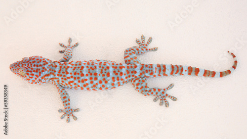Gekko or gecko