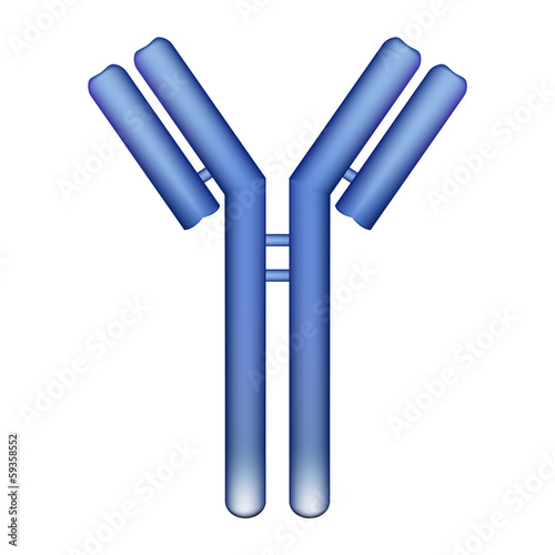 Antibody molecule