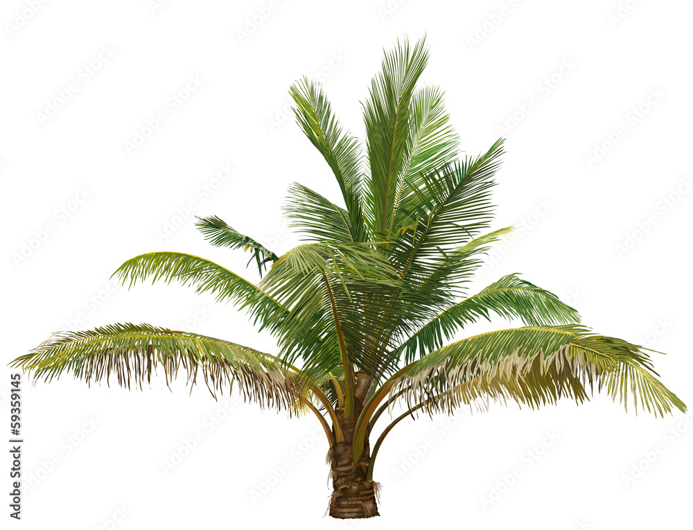Obraz premium palm tree