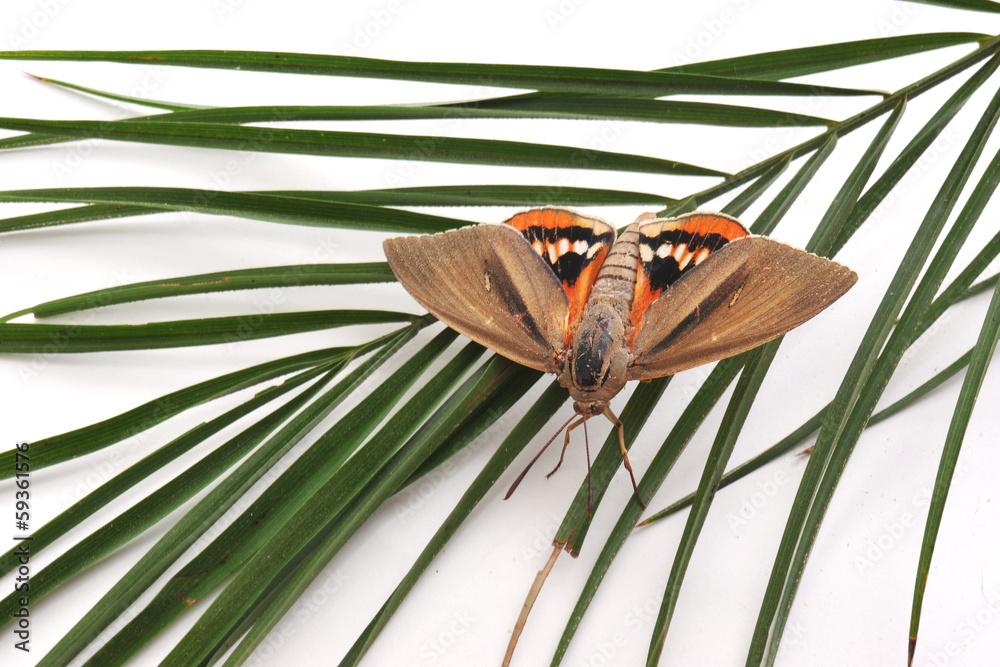 Foto de papillon parasite des palmiers Paysandisia archon do Stock — free download