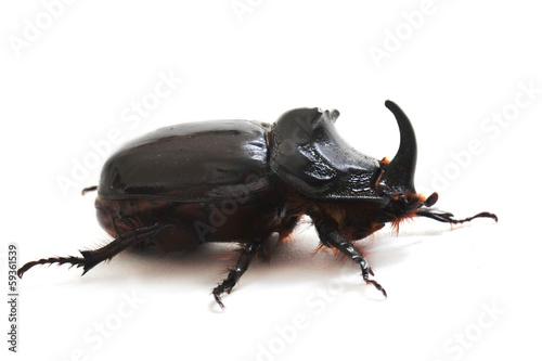 rhinoceros beetle