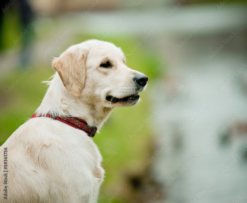 golden retriever