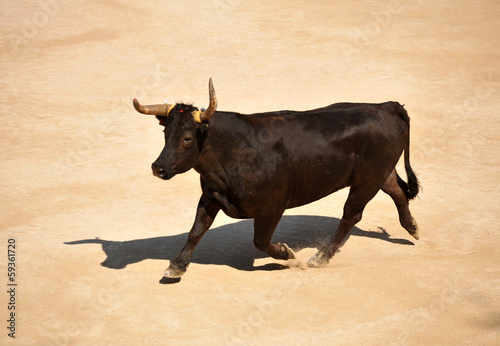 running bull