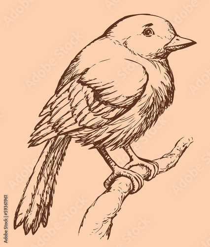 Vector drawing of a series of sketches "Birds". European Robin