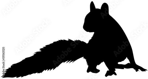 Eichhörnchen