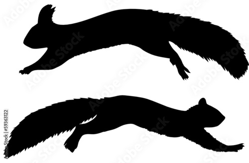 Eichhörnchen