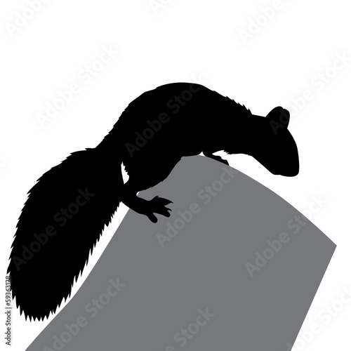 Eichhörnchen