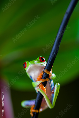 Natural concept with beautiful frog in the jungle