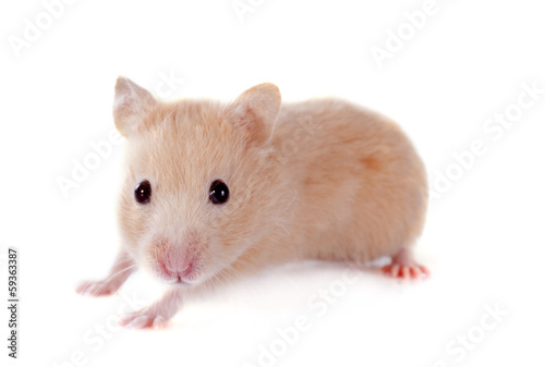 young hamster
