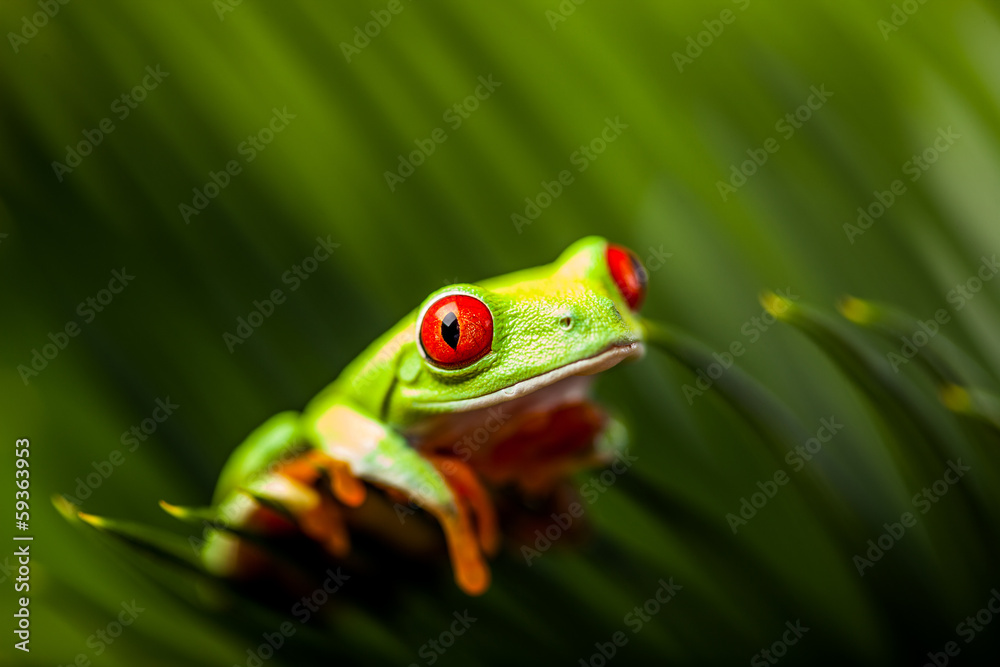 Obraz premium Wonderful exotic frog, tropical theme