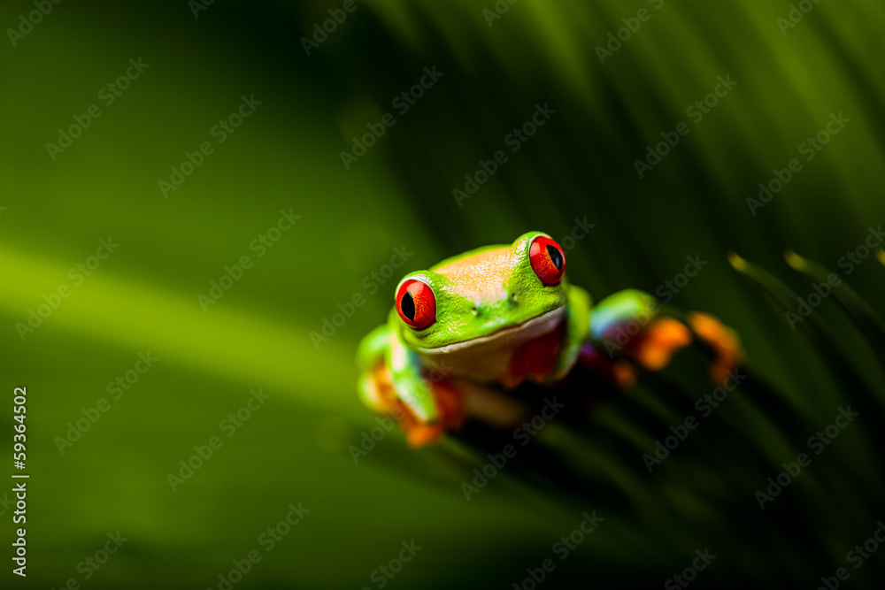 Fototapeta premium Beautiful colorful frog in the jungle