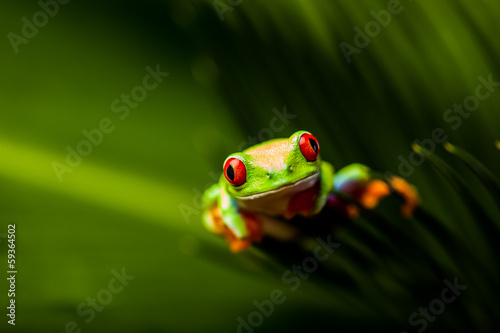 Beautiful colorful frog in the jungle