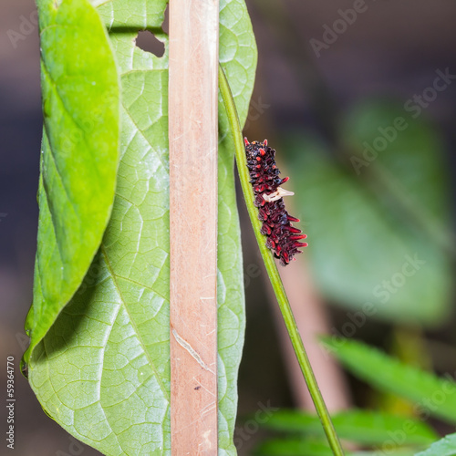 Common rose caterpillar photo