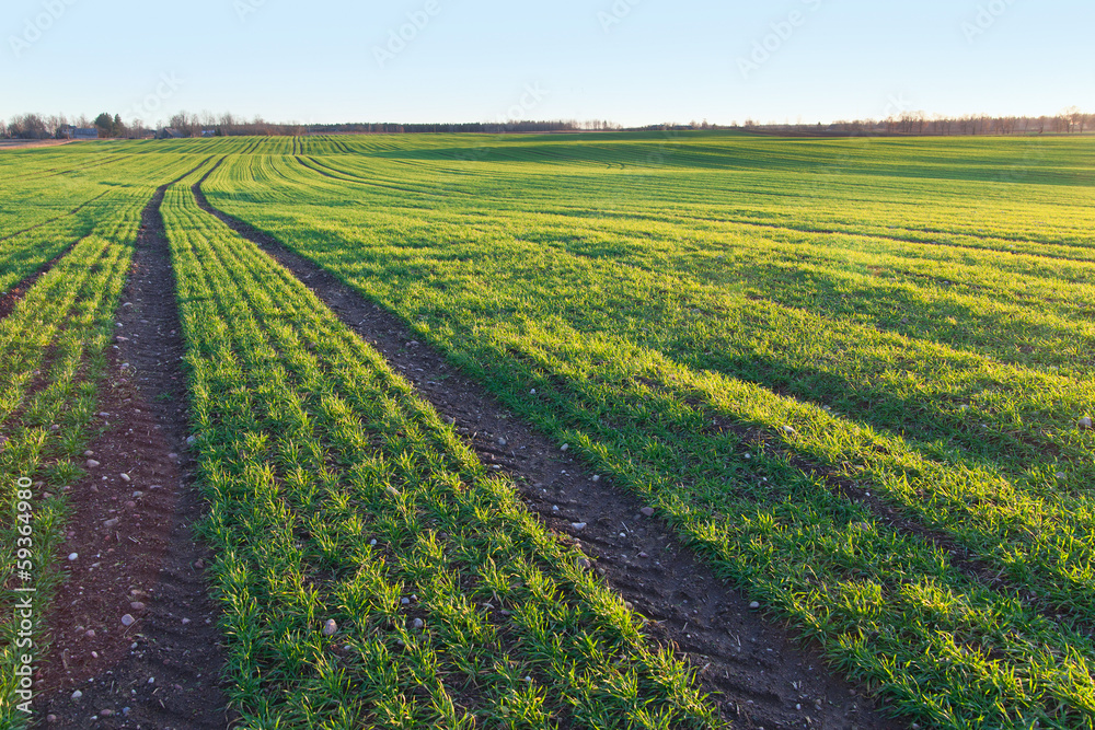Germination of whea. Germination of whea.