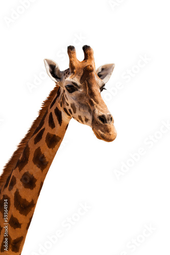 Giraffe head isolated © tsepova