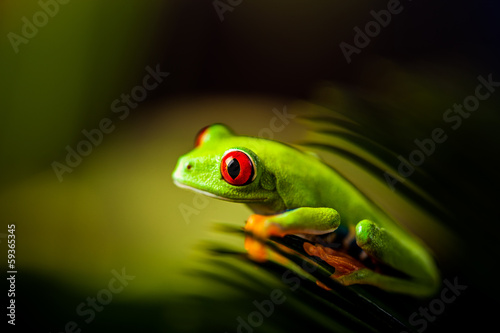 Natural and fresh colorful theme with exotic frog © oleksajewicz