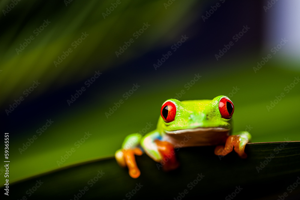 Fototapeta premium Frog on a leaf in the jungle