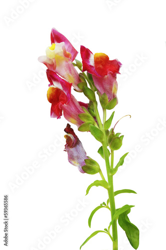 Foto Red Snapdragon Flower