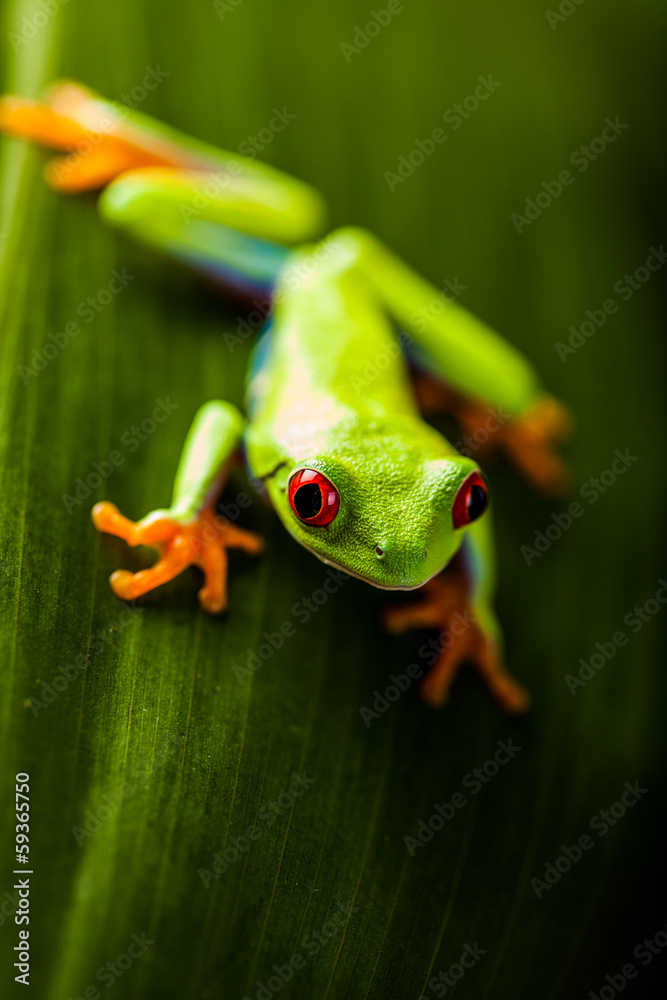 Obraz premium Frog on a leaf in the jungle