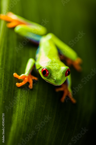 Frog on a leaf in the jungle