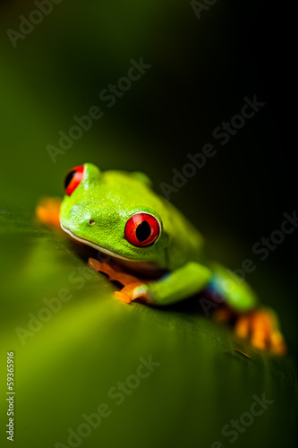 Rain forest tropical theme with colorful frog © oleksajewicz