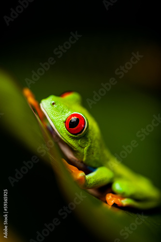 Rain forest tropical theme with colorful frog © oleksajewicz