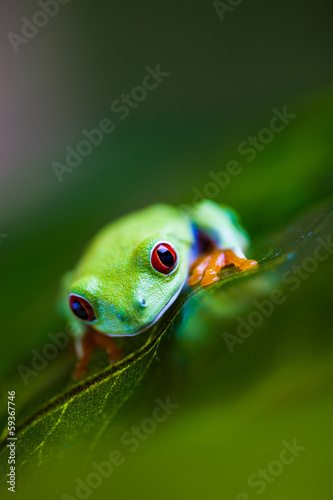 Beautiful colorful frog