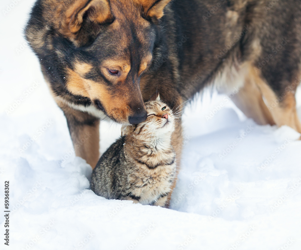 Dog and cat playing together outdoor in the snow