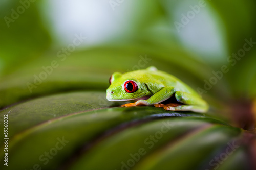Colorful exotic world, frog
