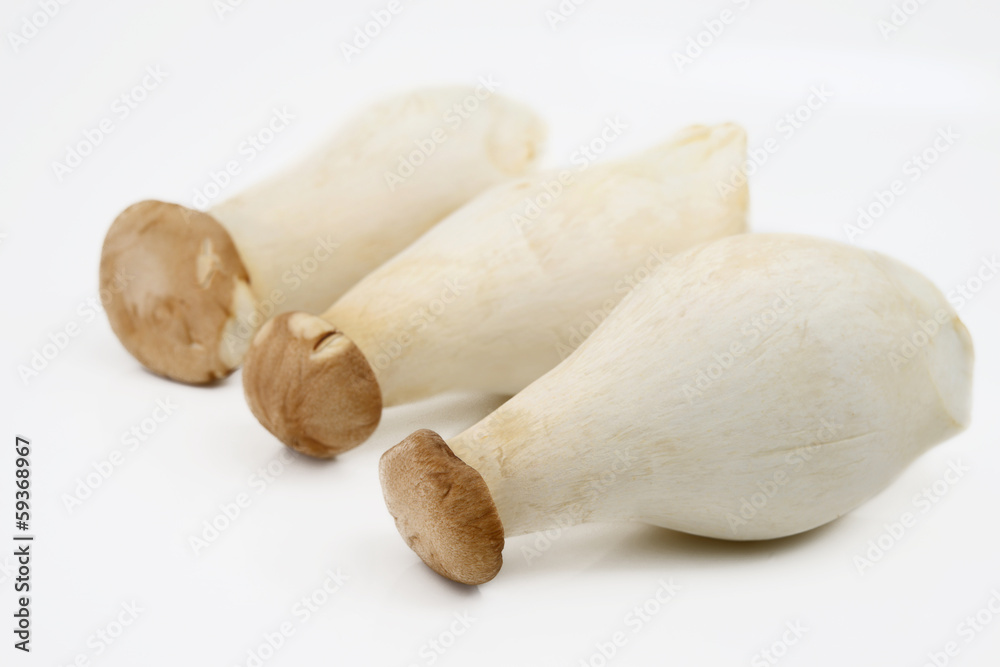 Mushroom Mushroom