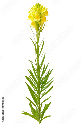 Linaria flower