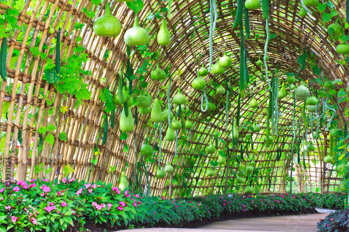 Slika na platnu Green tunnel made from calabash plant
