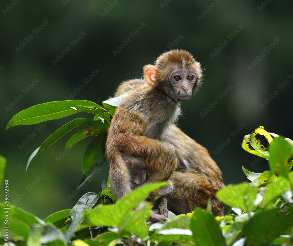 Fototapeta premium A cute monkey sitting in the branch