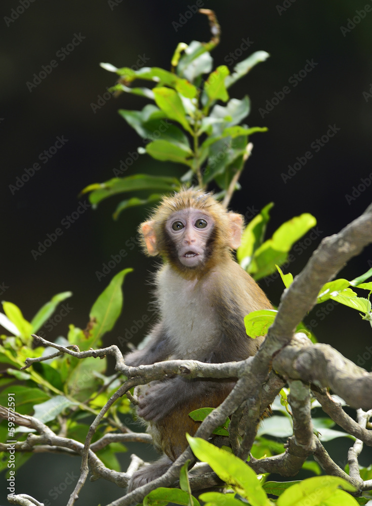 Obraz premium Baby Monkey