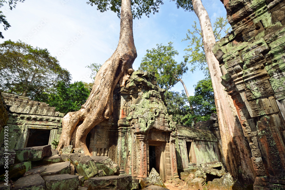 Obraz premium Ta Prohm at Angkor in Cambodia
