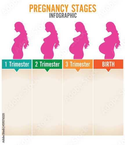 Pregnancy stages. Vector illustration.