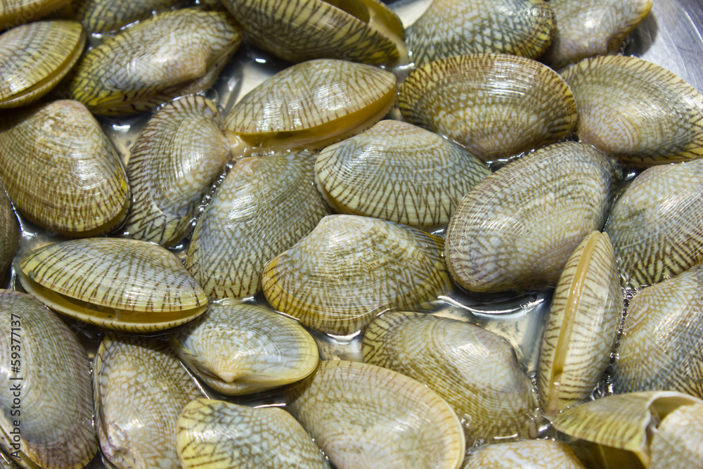 fresh raw Surf clam background fresh raw Surf clam background
