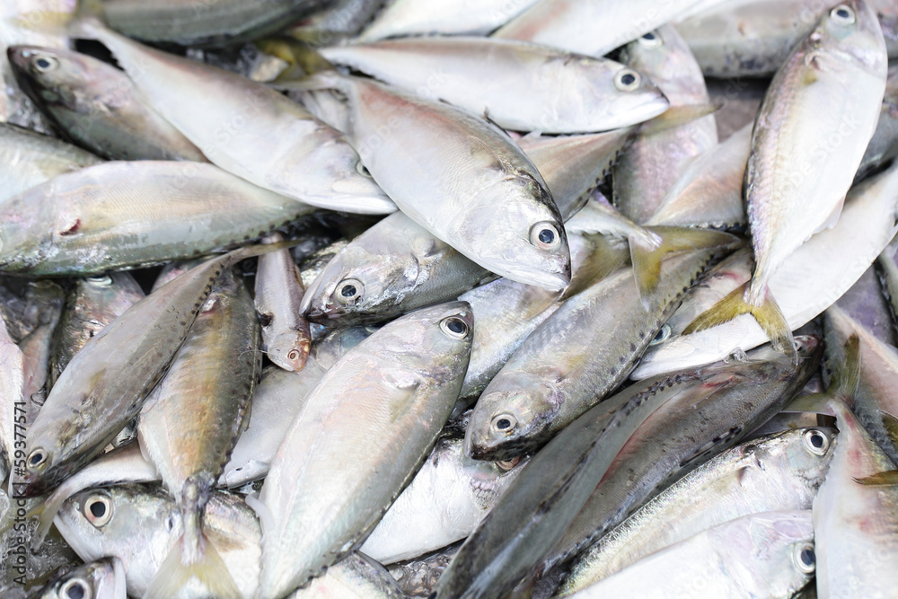 Obraz premium close up bluefine tuna fish