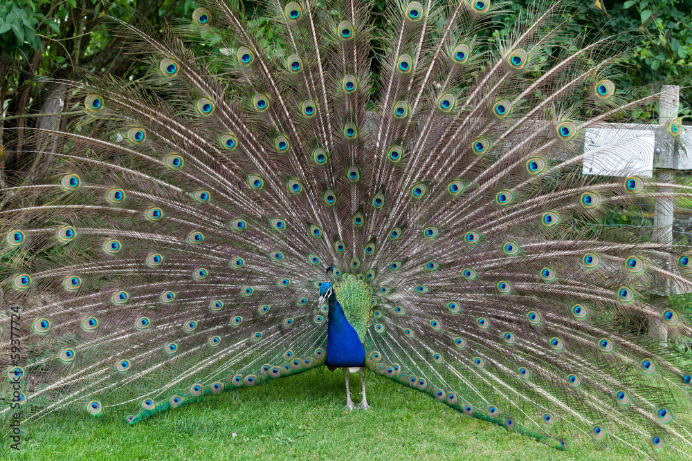 Obraz premium peacock showing its beautiful feathers