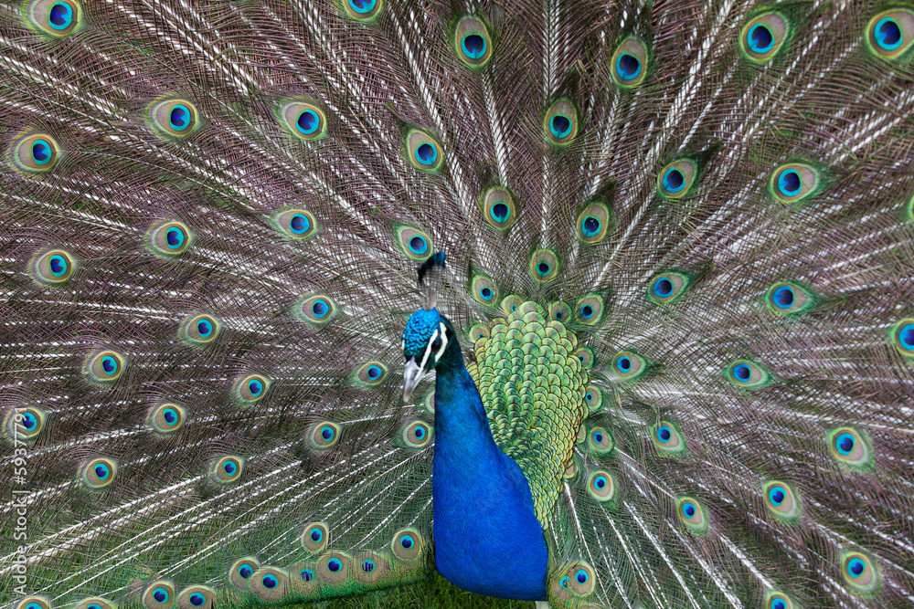 Fototapeta premium peacock showing its beautiful feathers