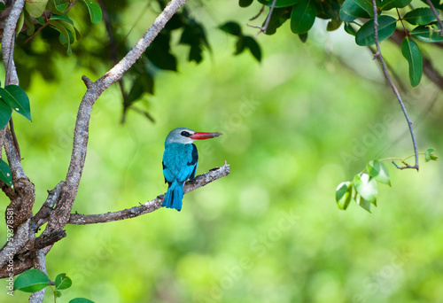 colorful kingfisher on a branch - national park saadani