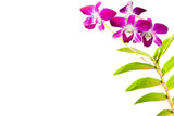pink thai orchids flowers.(This image contain clipping path)